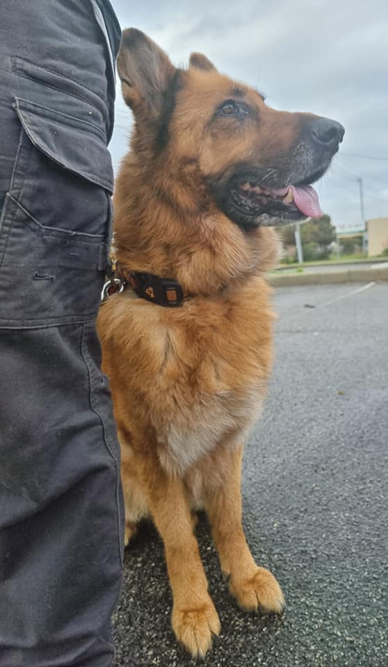 ð± When you find yourself rescuing a dog off a highway. ððð