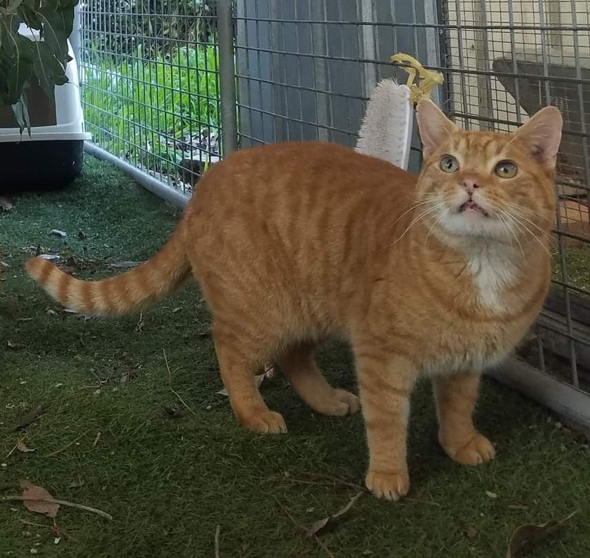 Mr Gin. â£ï¸ð§¡â£ï¸