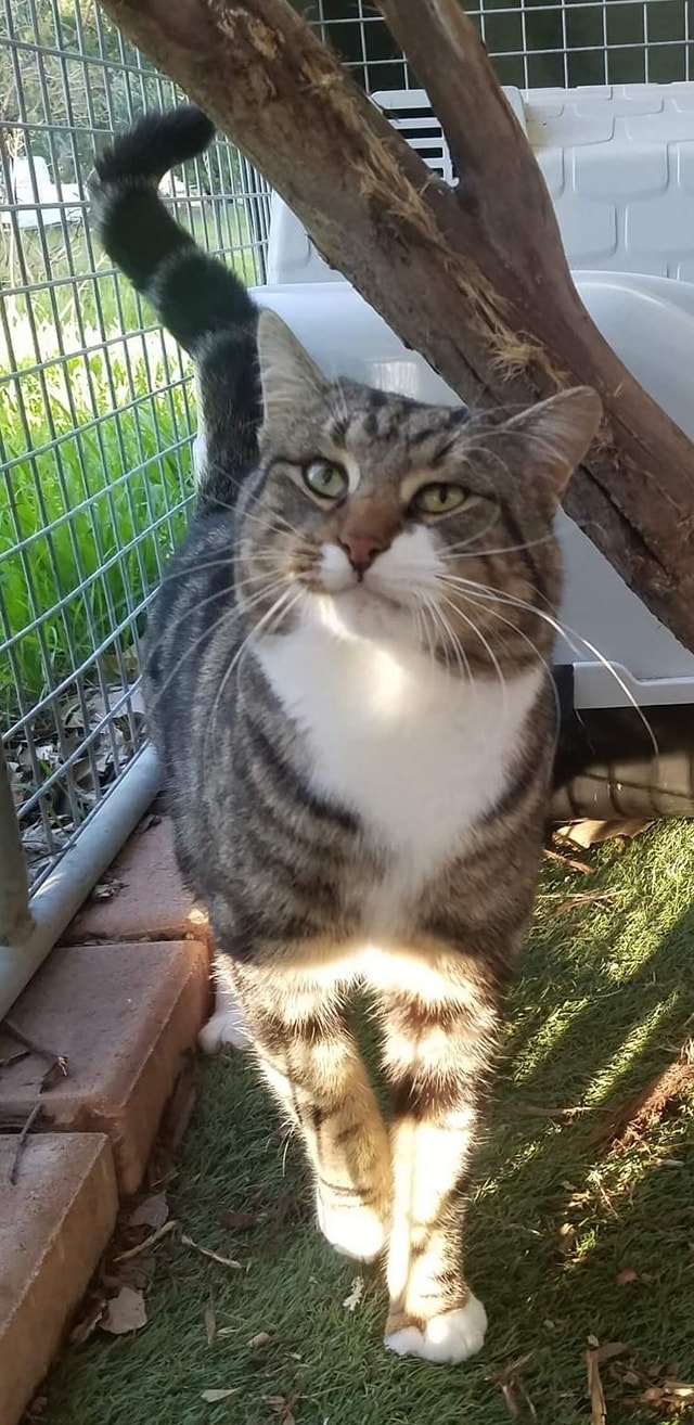 Toby, struttin' his stuff. ð¤©