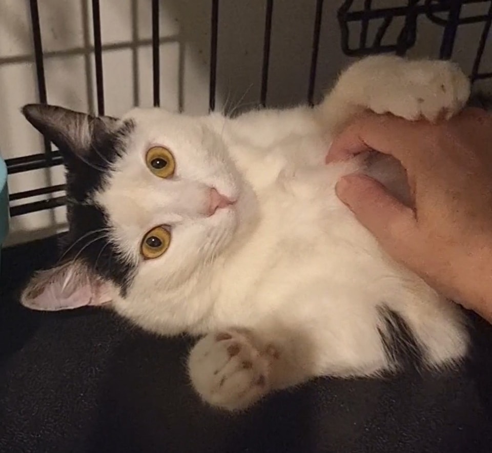 Felix has moved onto Love Bug Lane. ð¥°