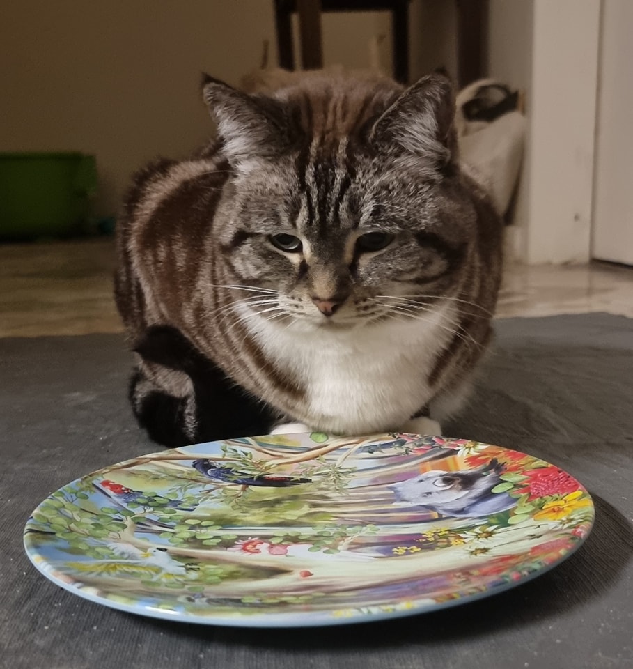Tabitha_cant_believe_her_plate - Image from 2022-08-19