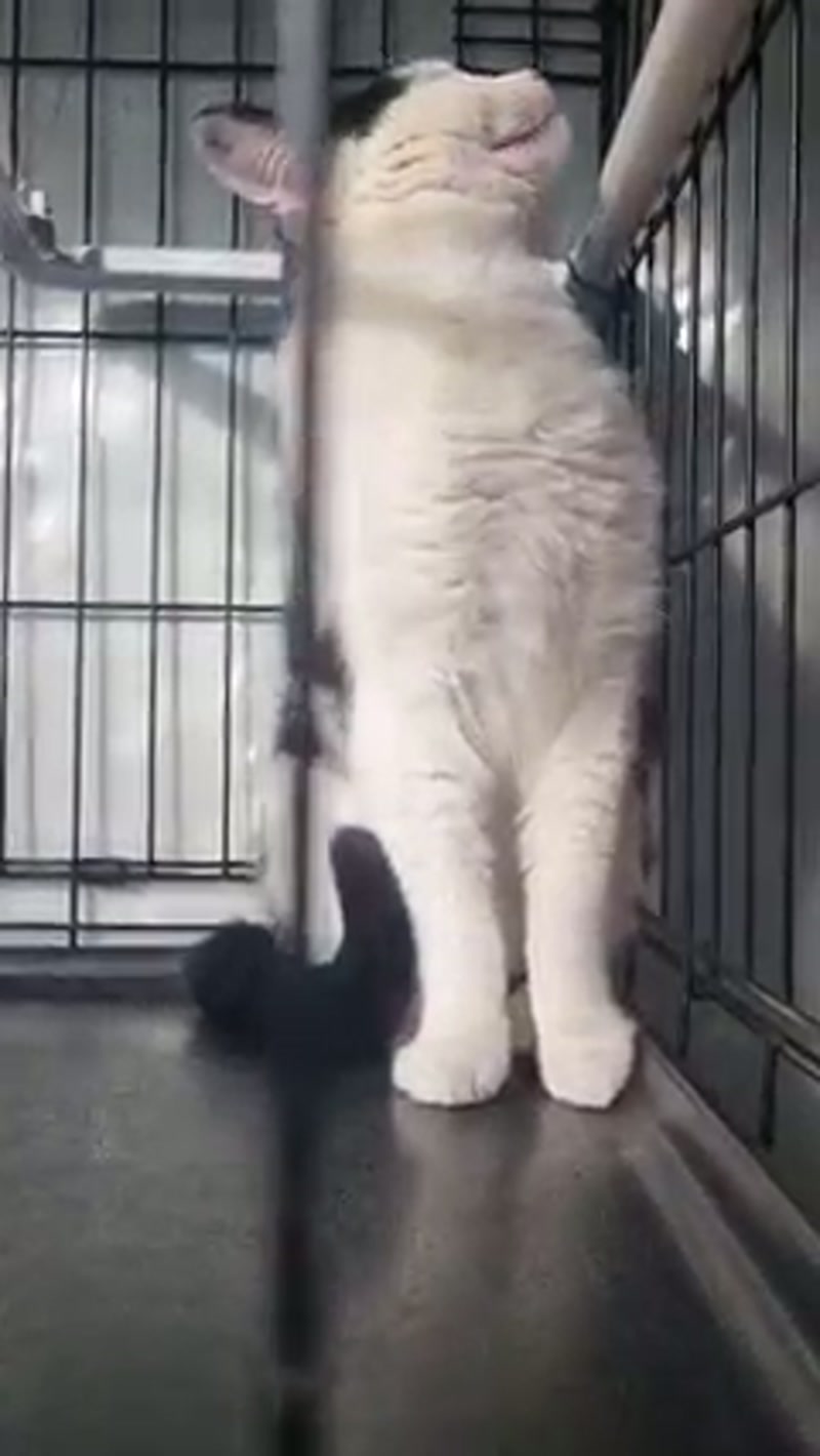 Introducing… the 'mini-meow'. ð¤