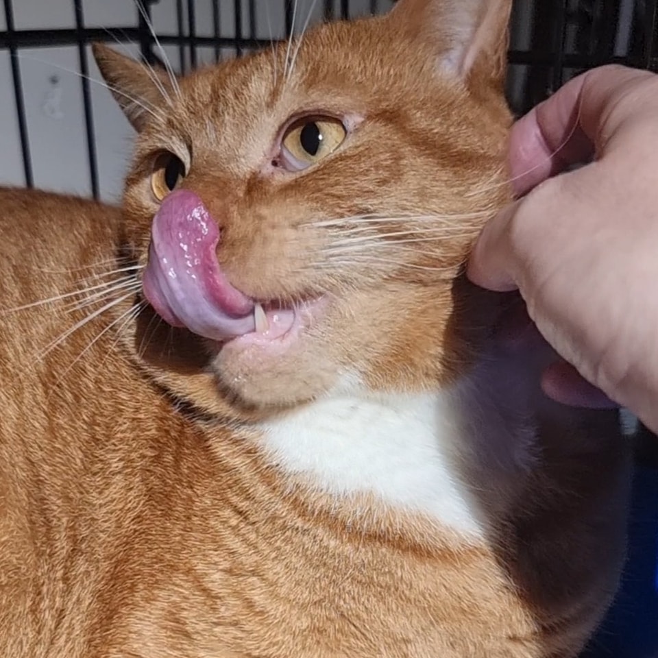 Sooo… I *may* be slightly obsessed with Zeb's tongue. ð