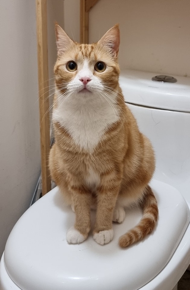 So busy looking after ððð that you postpone your trip to the ð½