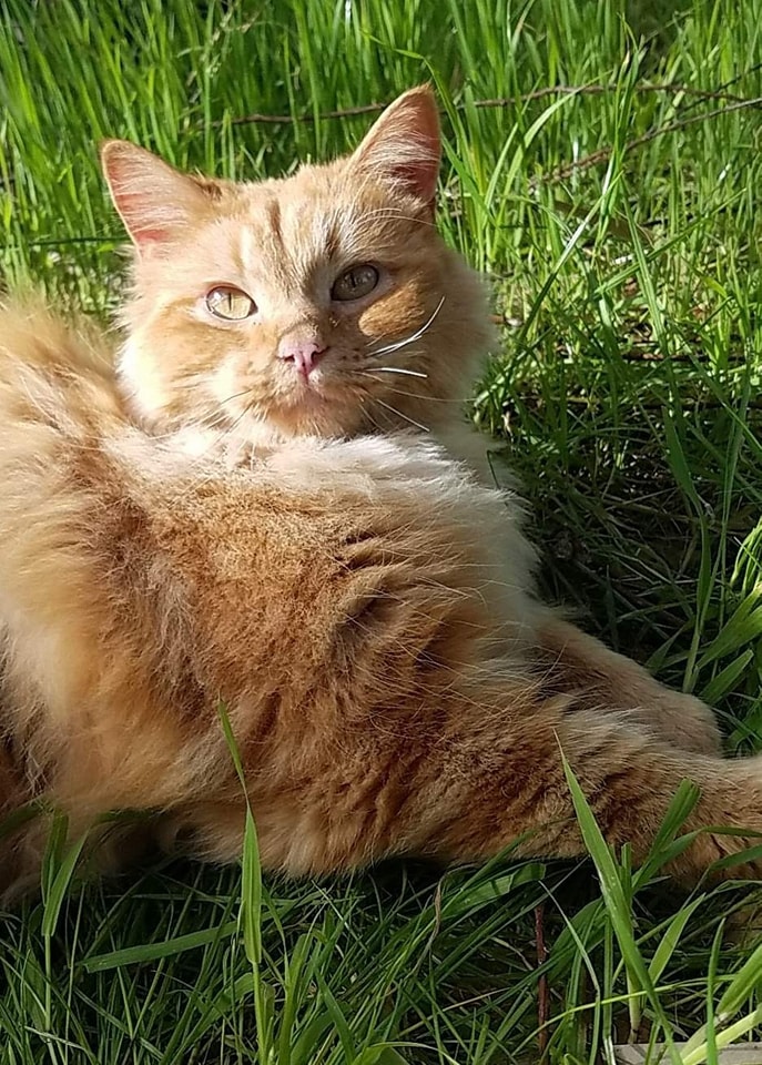 Gulliver_enjoying_the_grass - Image from 2022-08-30