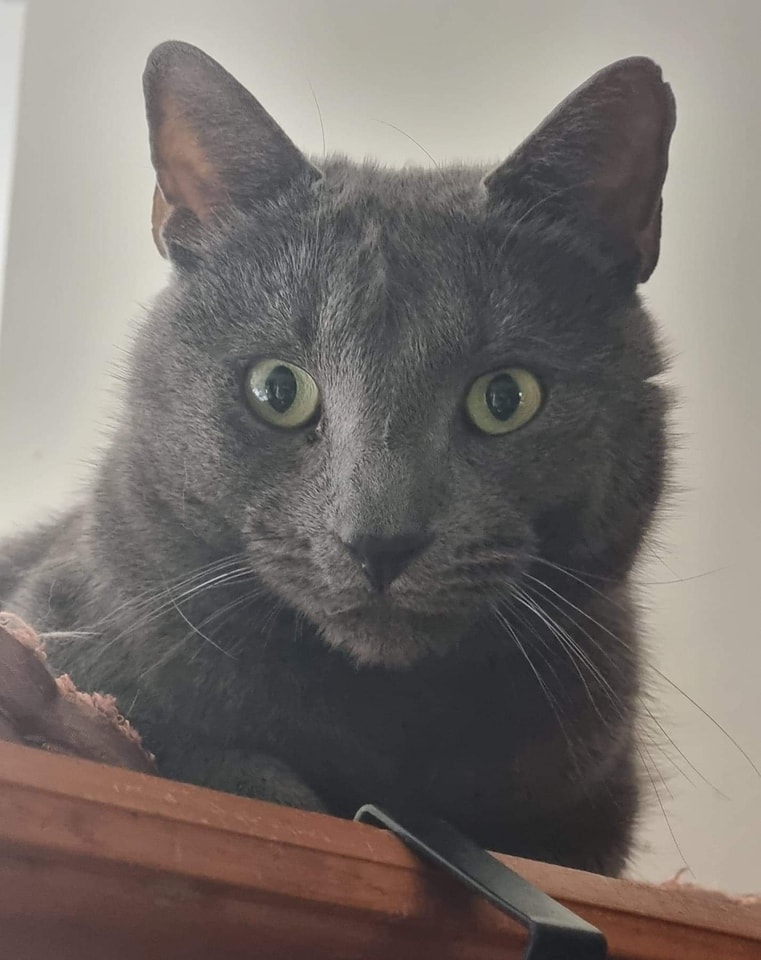 Ever met a cat that changed your life? ð¾