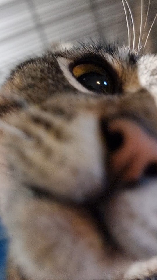 Cats and cameras. ð¤·