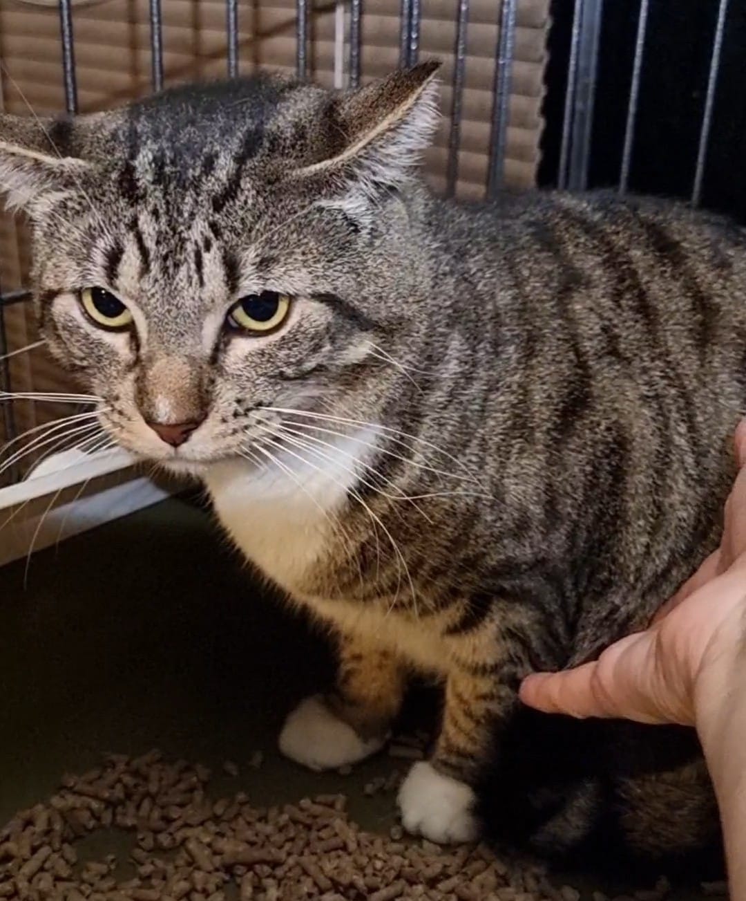 Zeus is a super hand sensitive kitty! â¡ðï¸â¡
