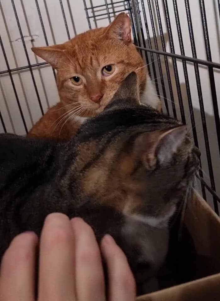 That moment when you think you're gonna get some smooch. ð»