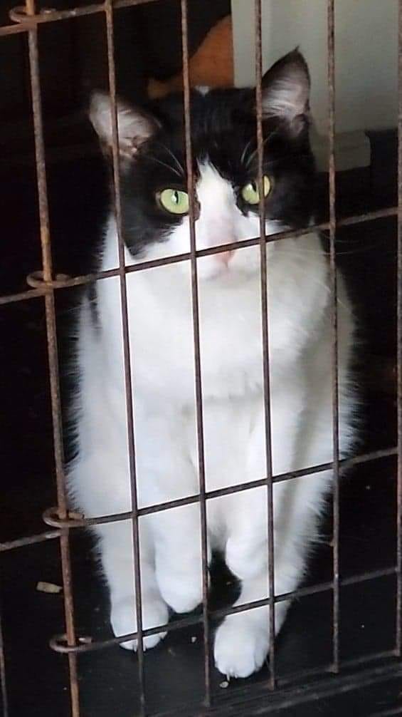 I have a (super) soft spot for black and white kitties.