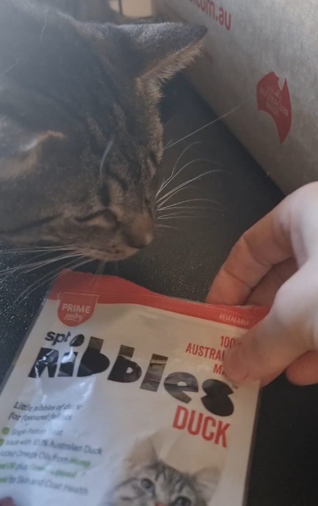 Cat-in-a-Box… Treat 'n' Chill. ð¤