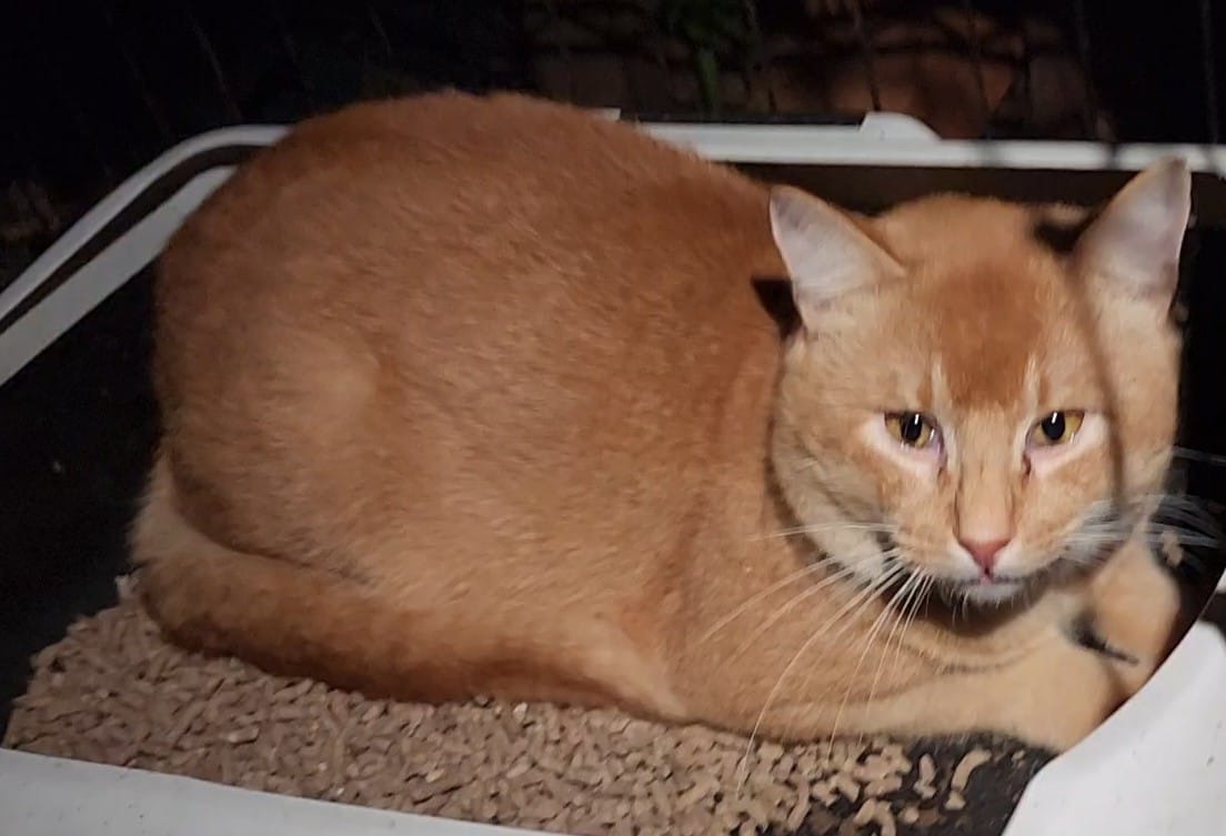 Paco_has_the_most_unique_ginge - Image from 2022-09-18