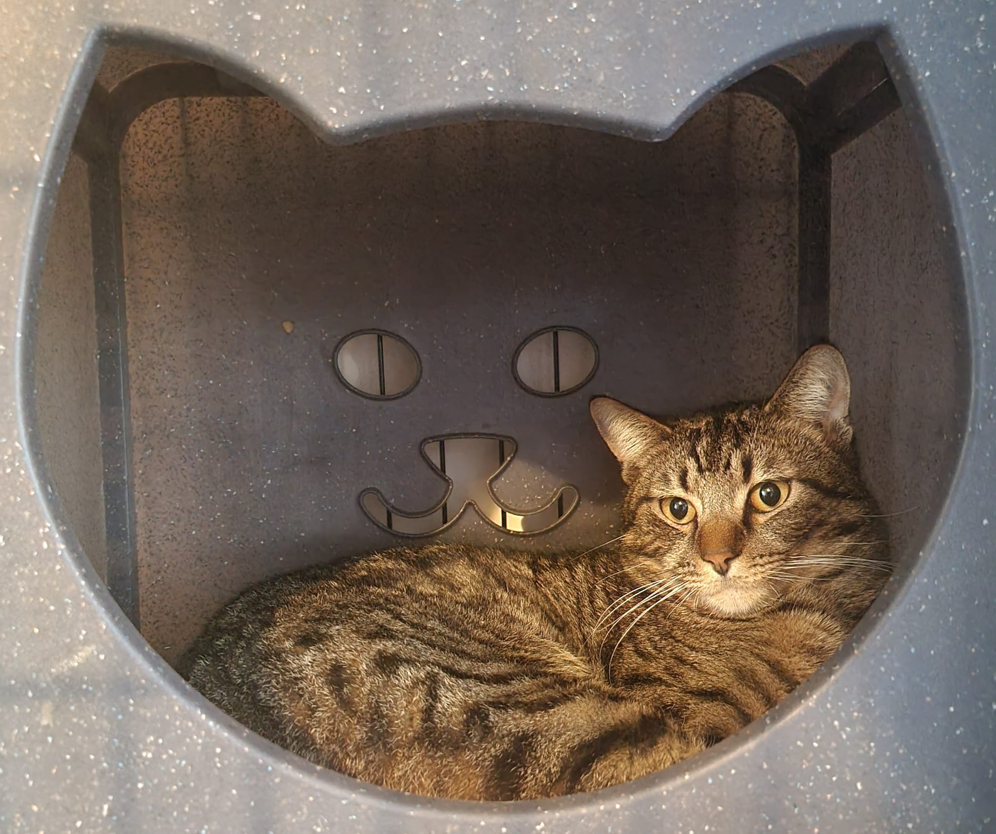 Cat_in_a_cat_box - Image from 2022-09-20