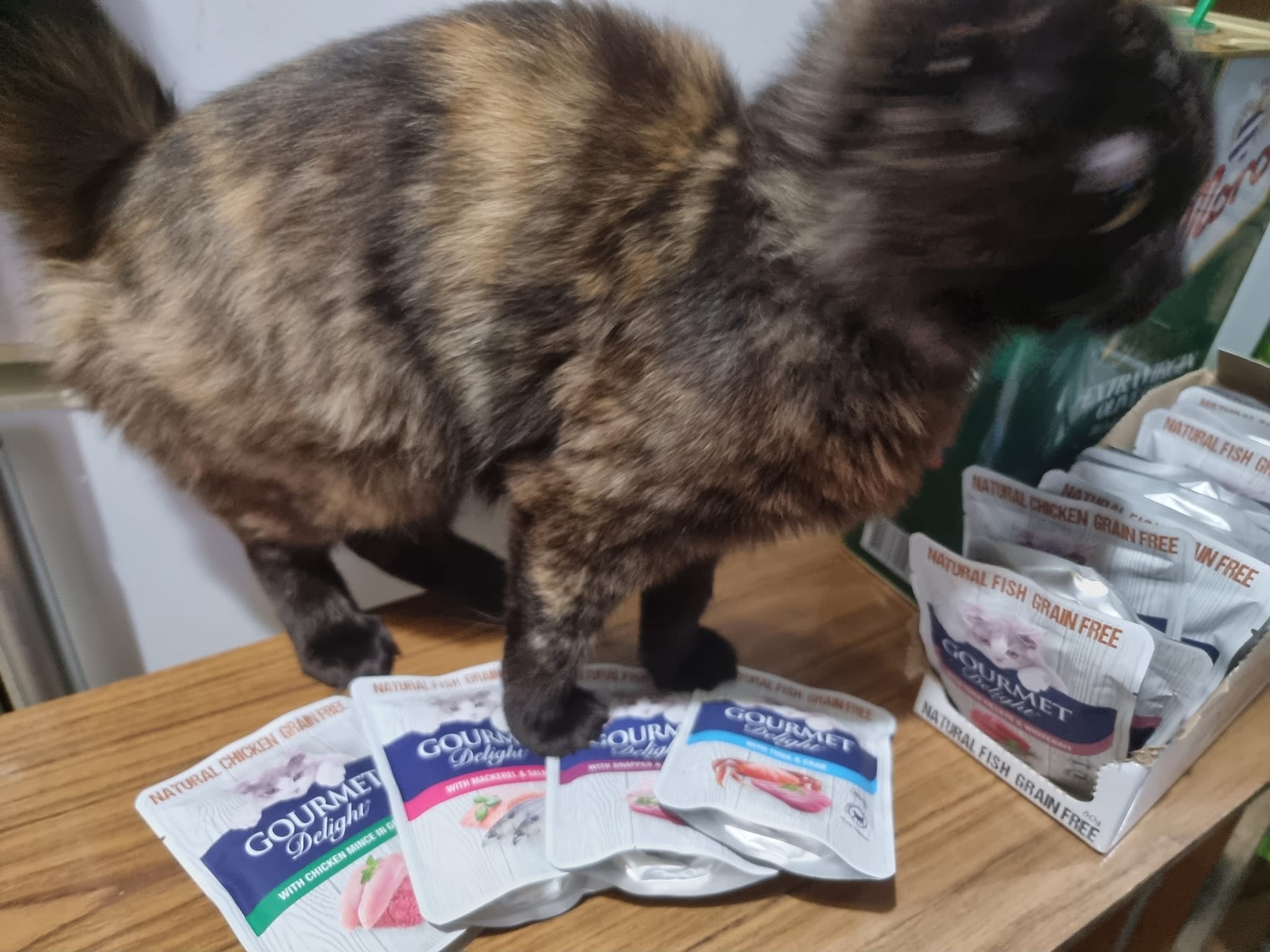 Nothing_goes_together_like_cat - Image from 2022-09-25
