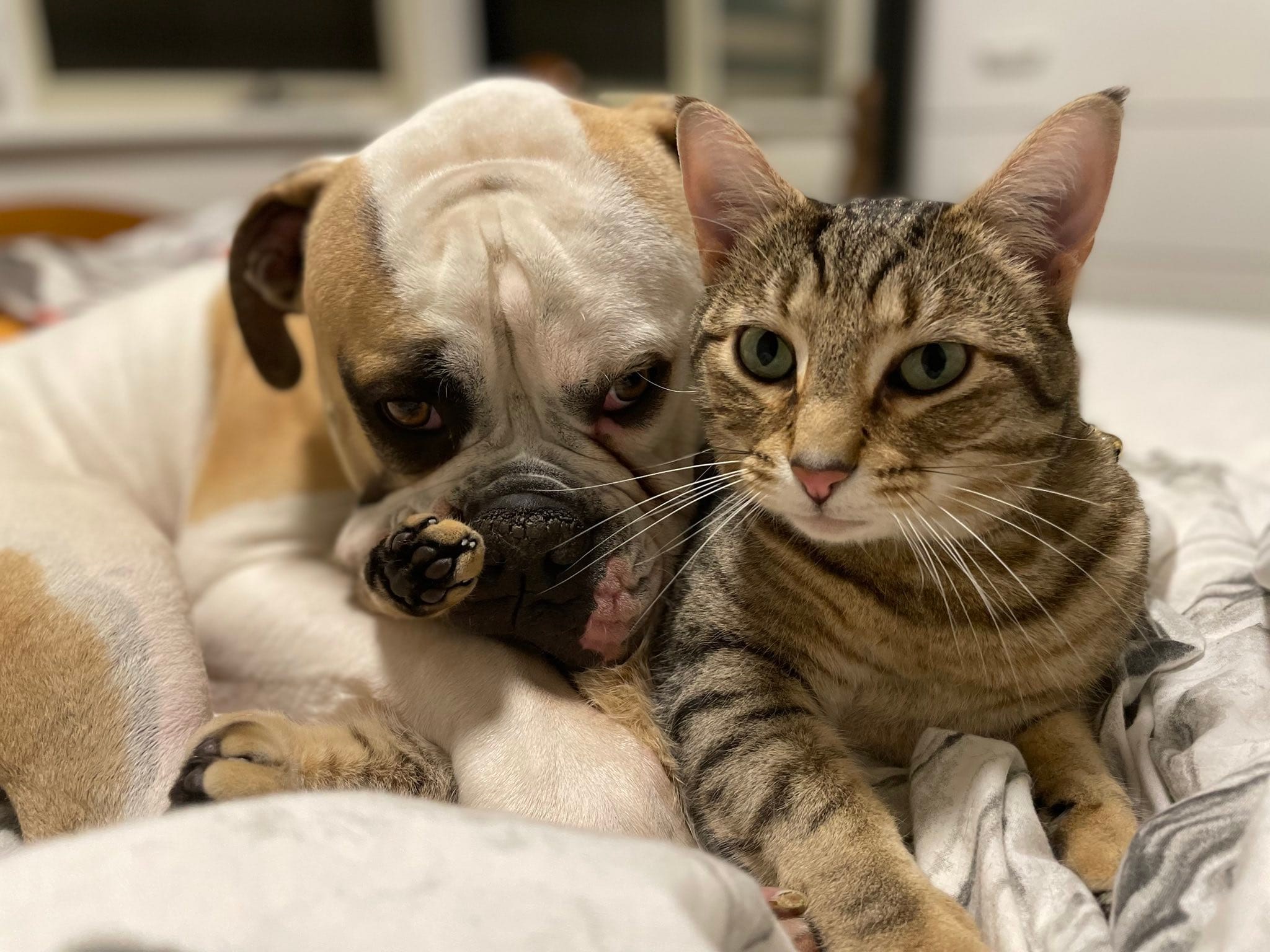 Start the week right with a dose of #catdoglove  ð½ð«¶ð¶