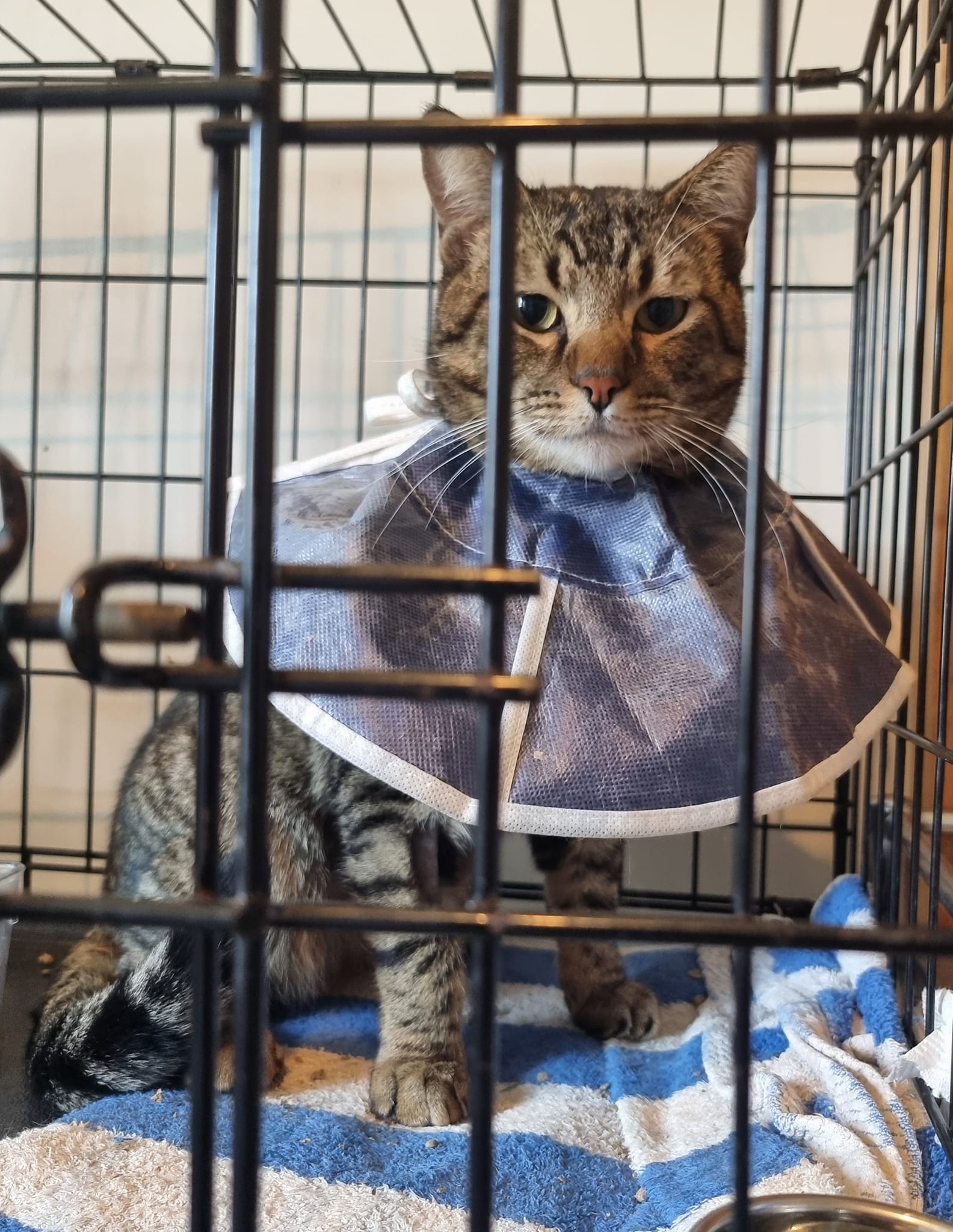 Jones is recovering well from his umbilical hernia repair! ð