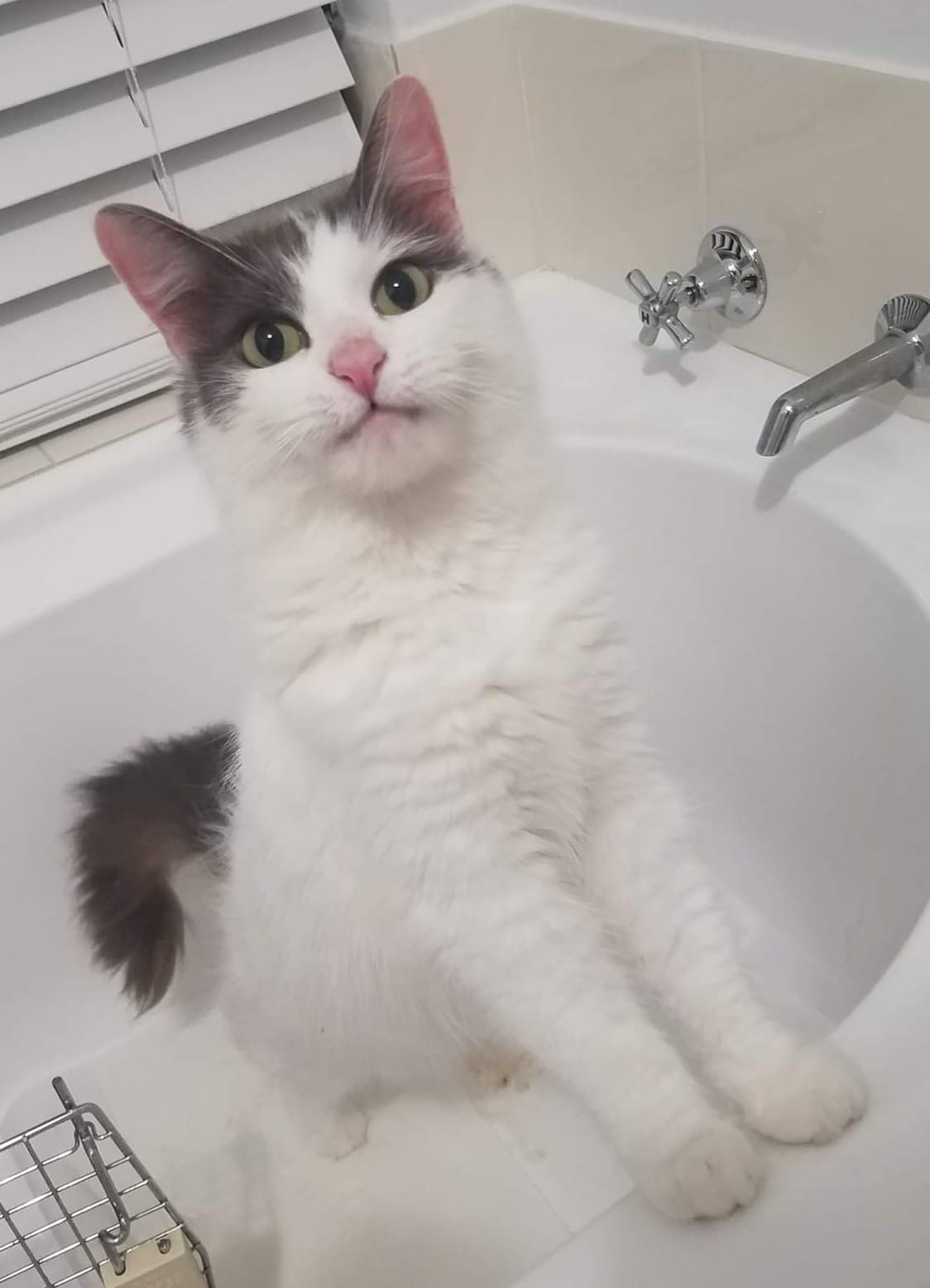 Cute_kitty_alert - Image from 2022-10-23