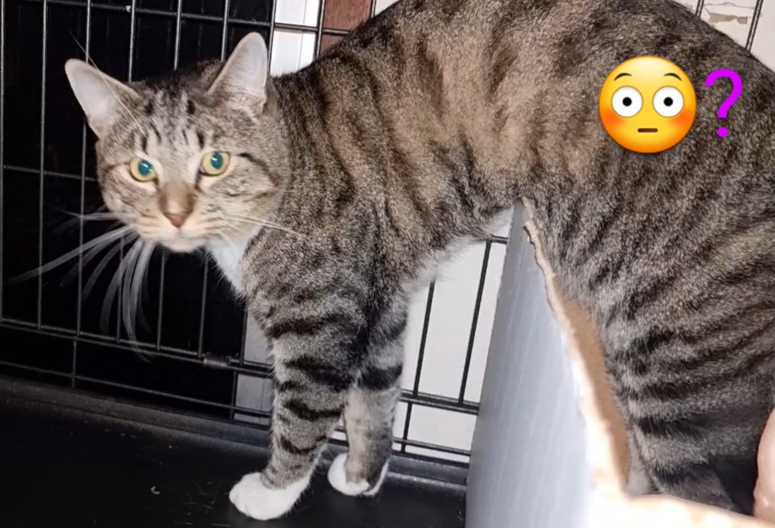 Zeb and Zeus ð¸