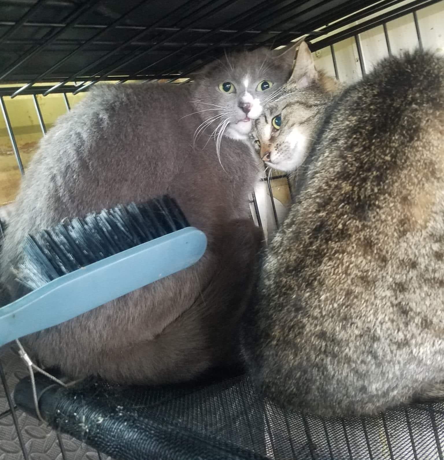 Haha, cats have the best faces! ð