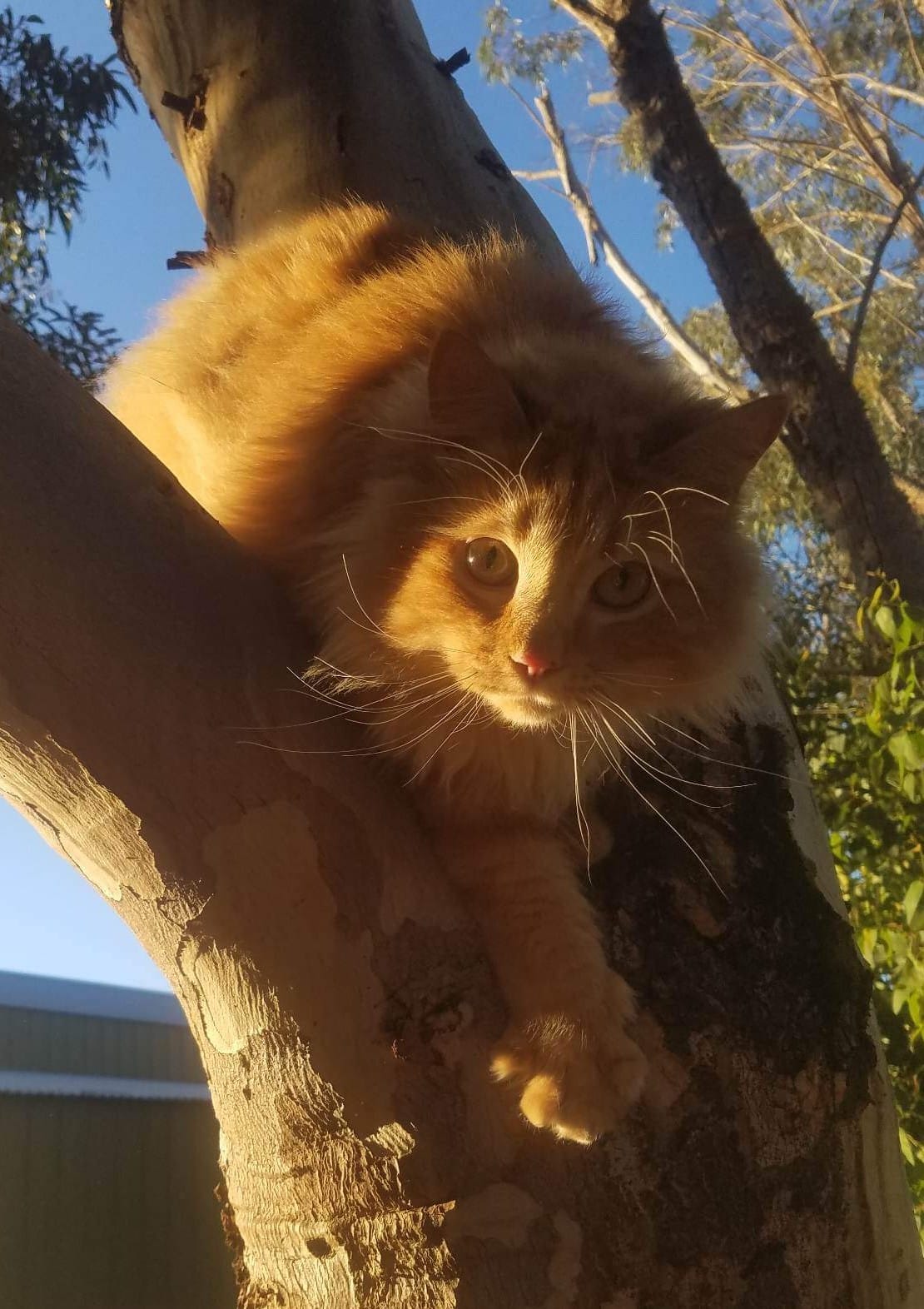 Gulliver enjoying life… Cat style. ð»