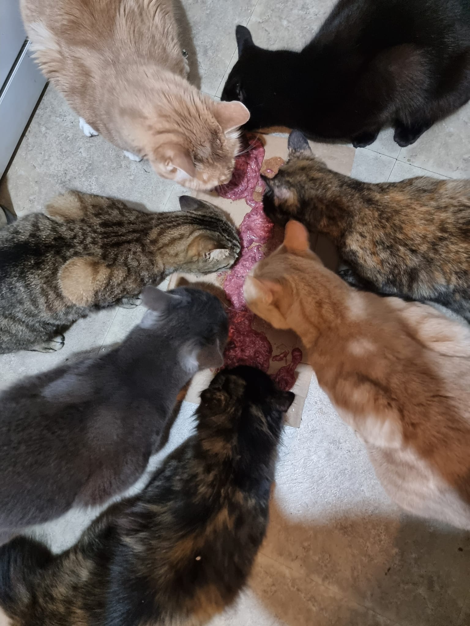 Fosters n furbabies. ð§¡ð¤ð¤ð¤ð§¡