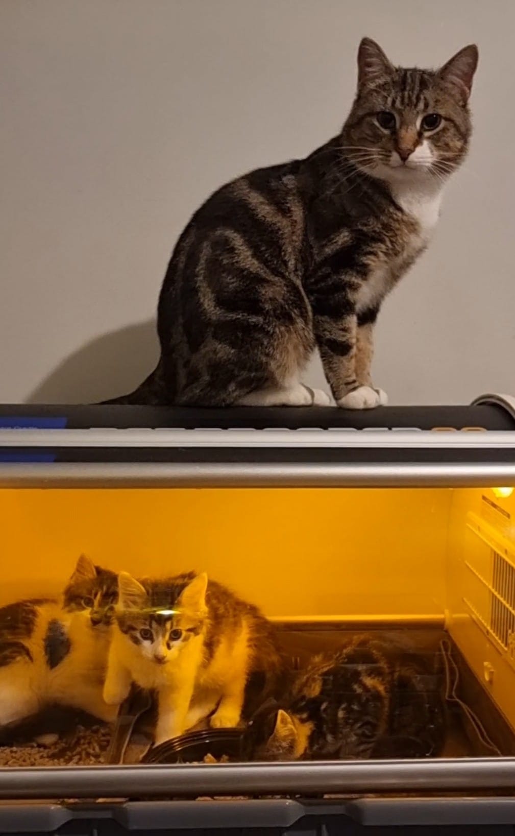 Welcome_SCAN_kittens - Image from 2022-11-29