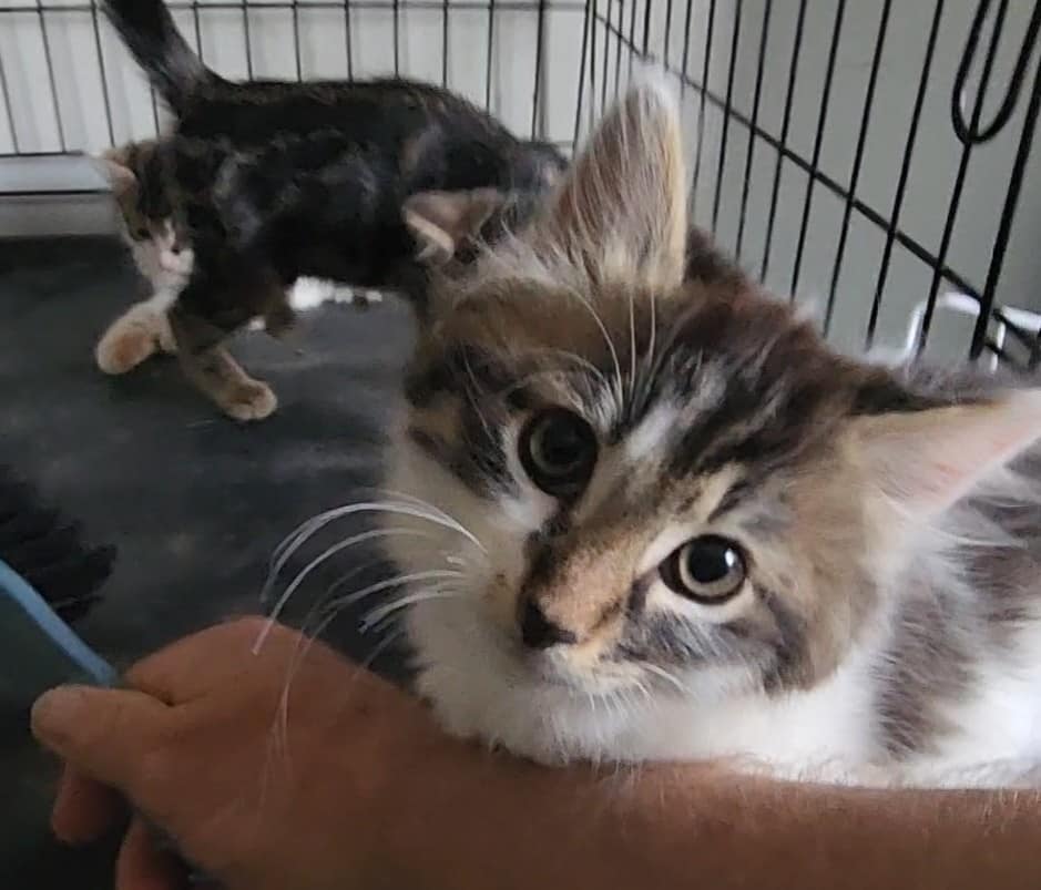 Colin_and_the_kittens - Image from 2022-11-30