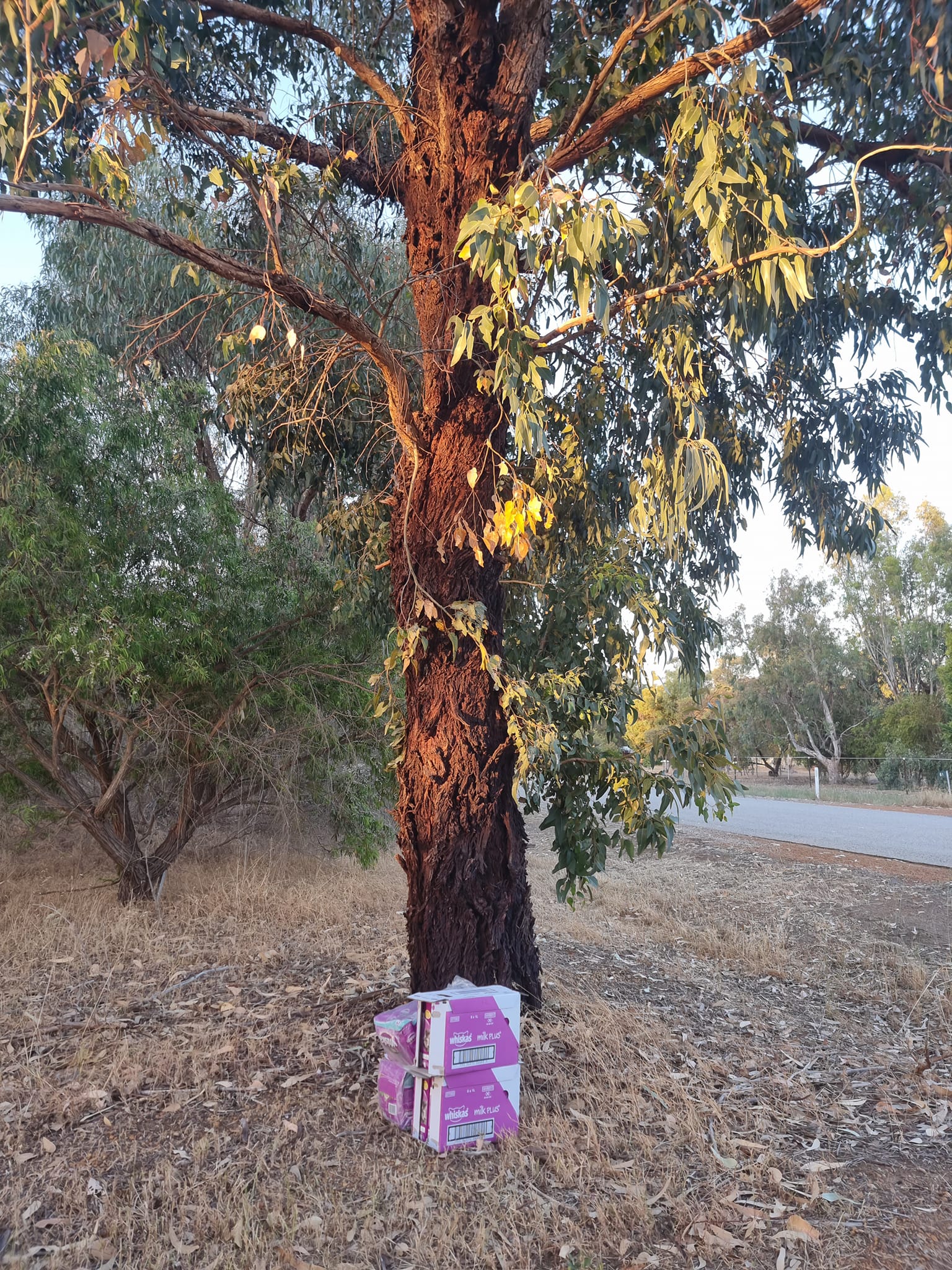 The best Christmas trees this season are the ones with rescue donations under them!