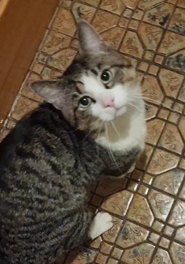 From street cat to smooch cat in record time. â
