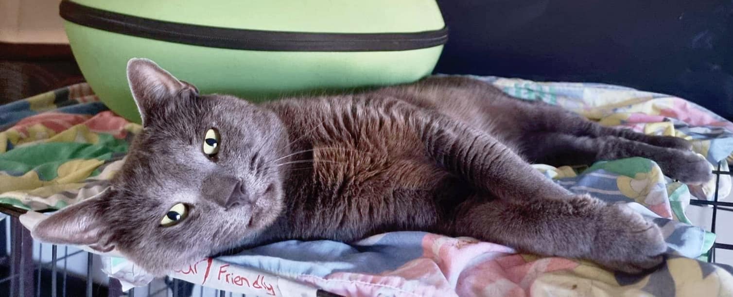 Azrael… still in a Christmas coma. ð¹