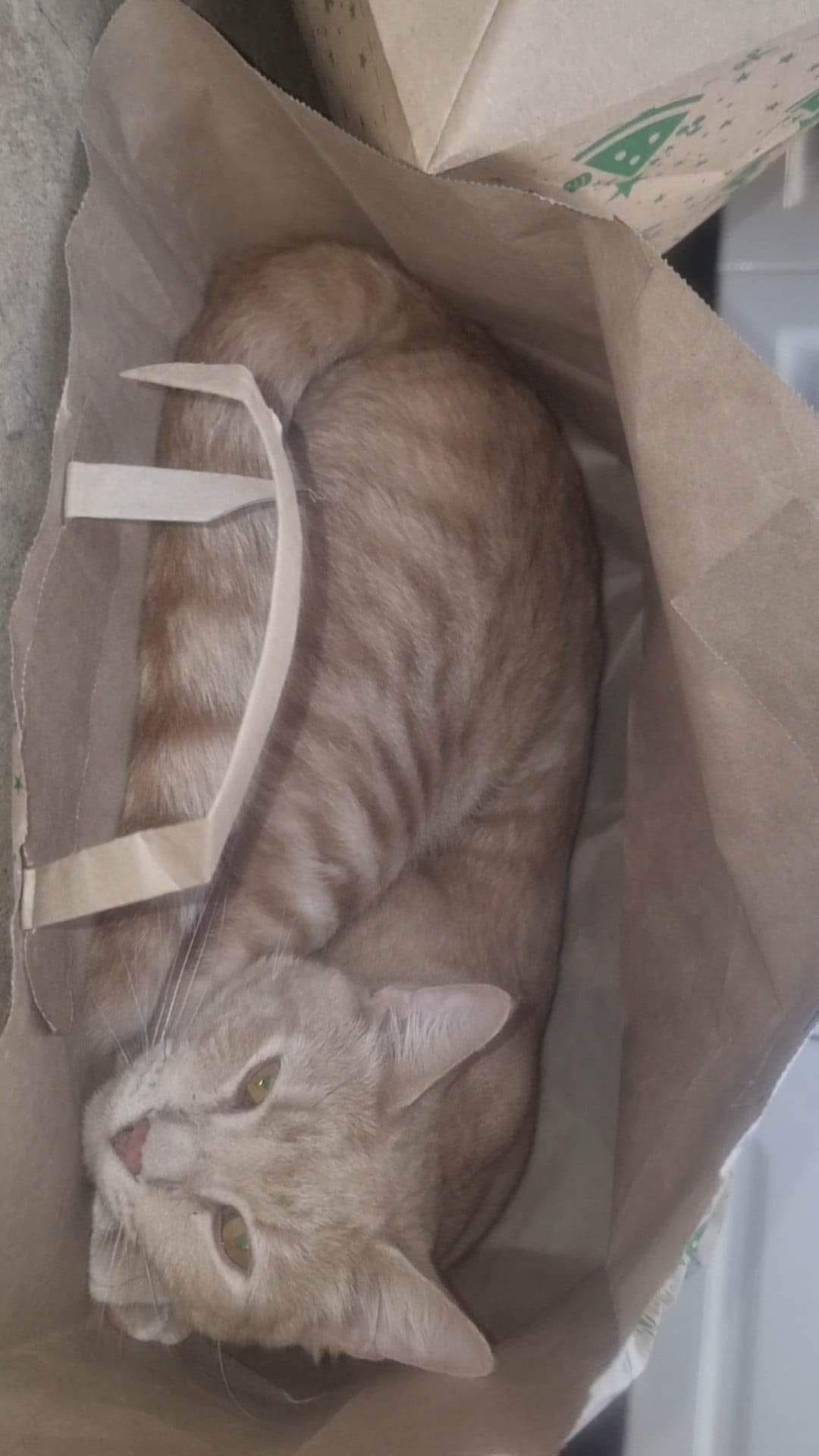 As soon as the shopping is unpacked.