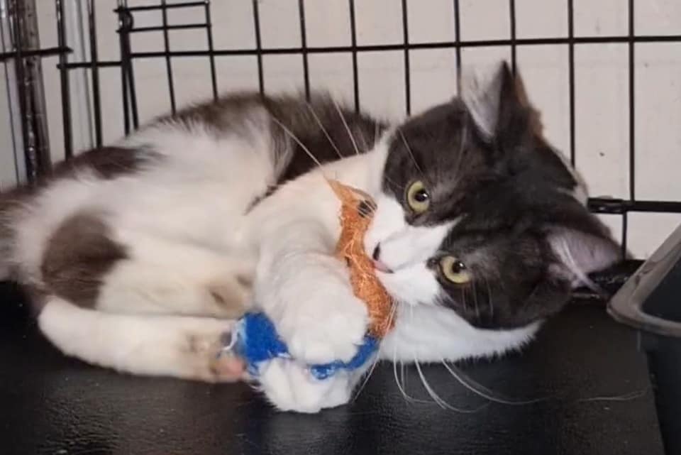 Rambo loves his 'mouse'. ð¸