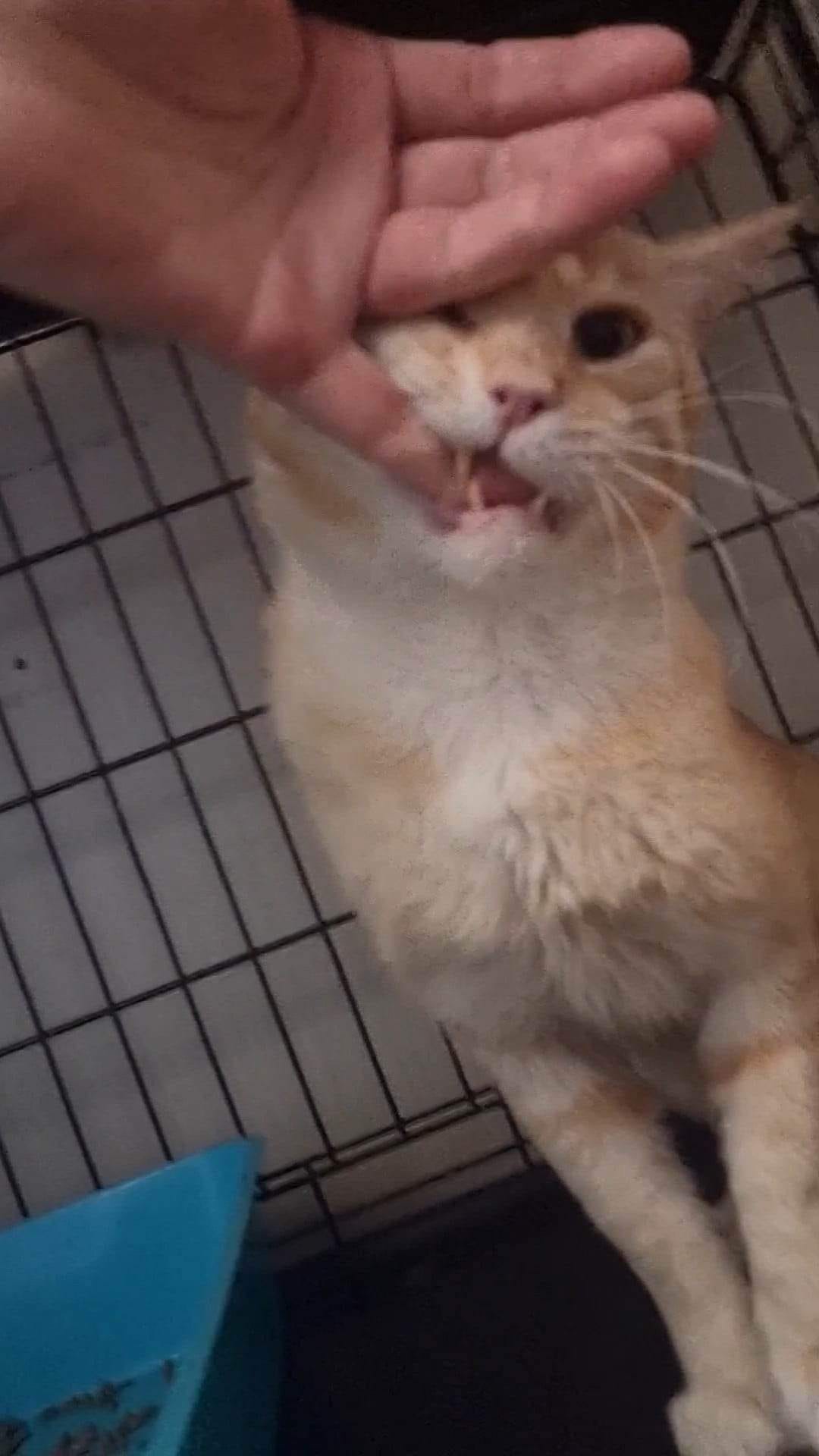 Lucky the Chompster. ð