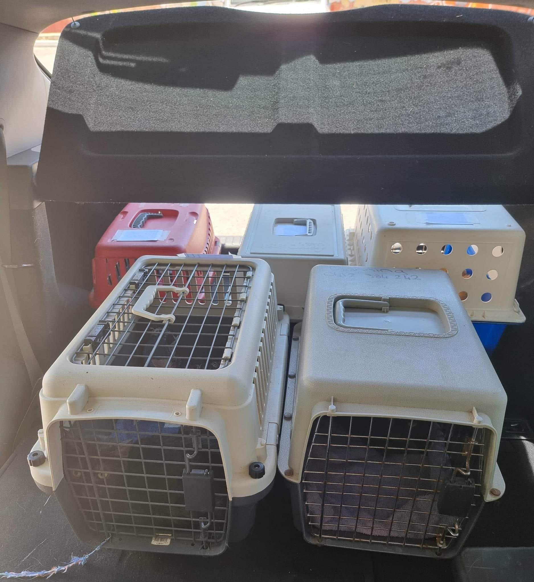 Kitty_transport - Image from 2023-01-28