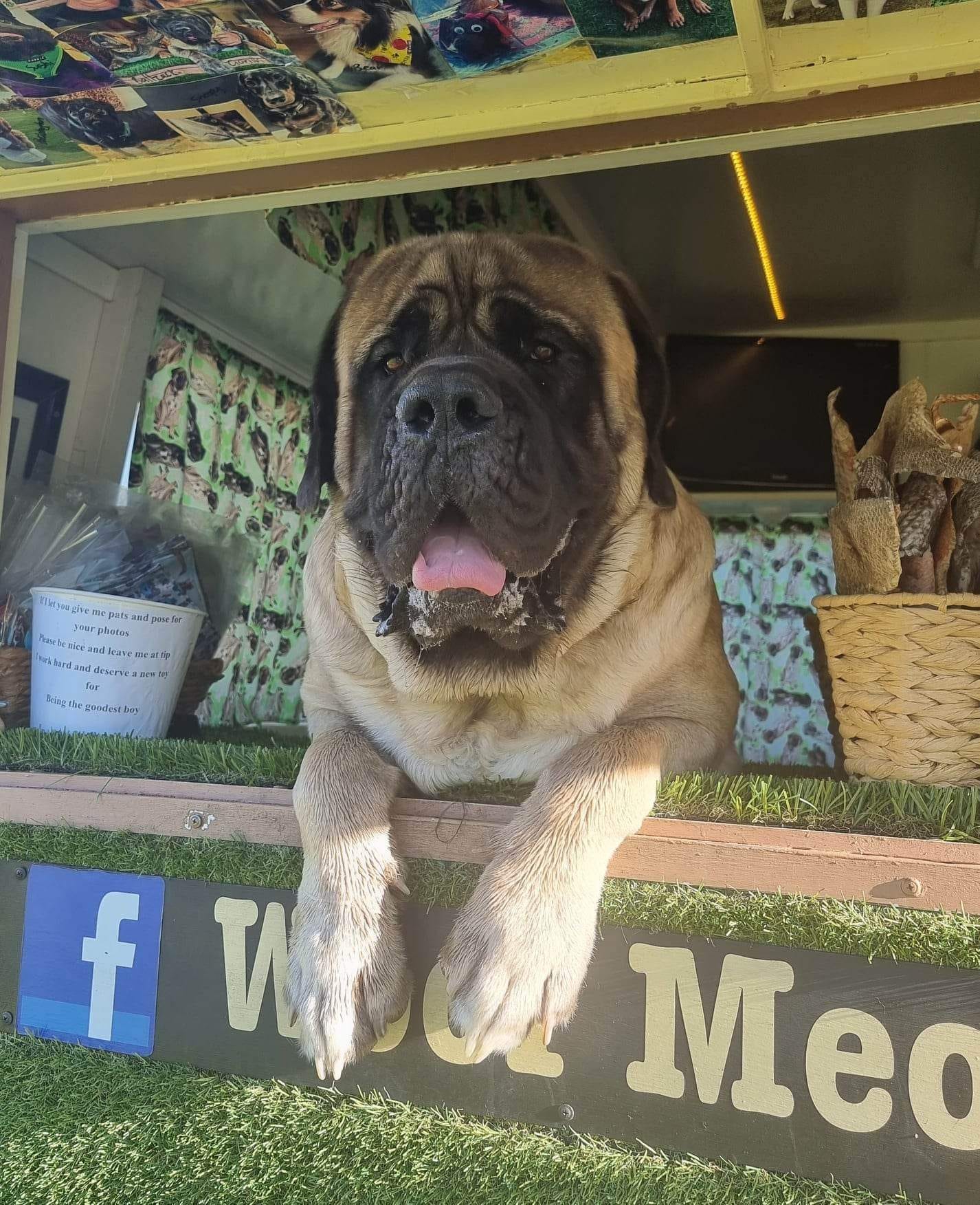 I met the slob-orious (that's slob glorious btw lol) 'Gorilla' at The Treat Truck last week! ð