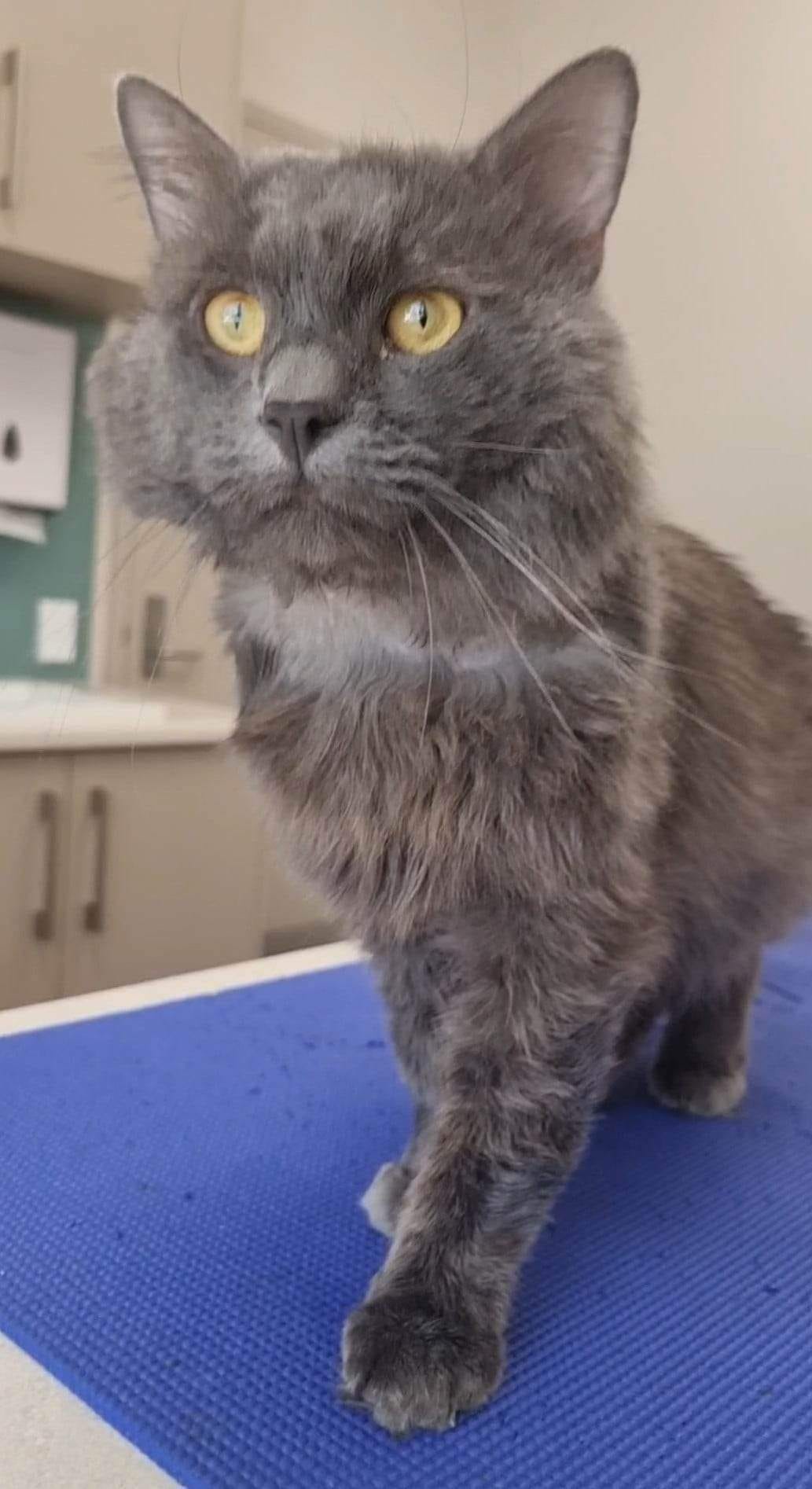 The Vet with a View. ð