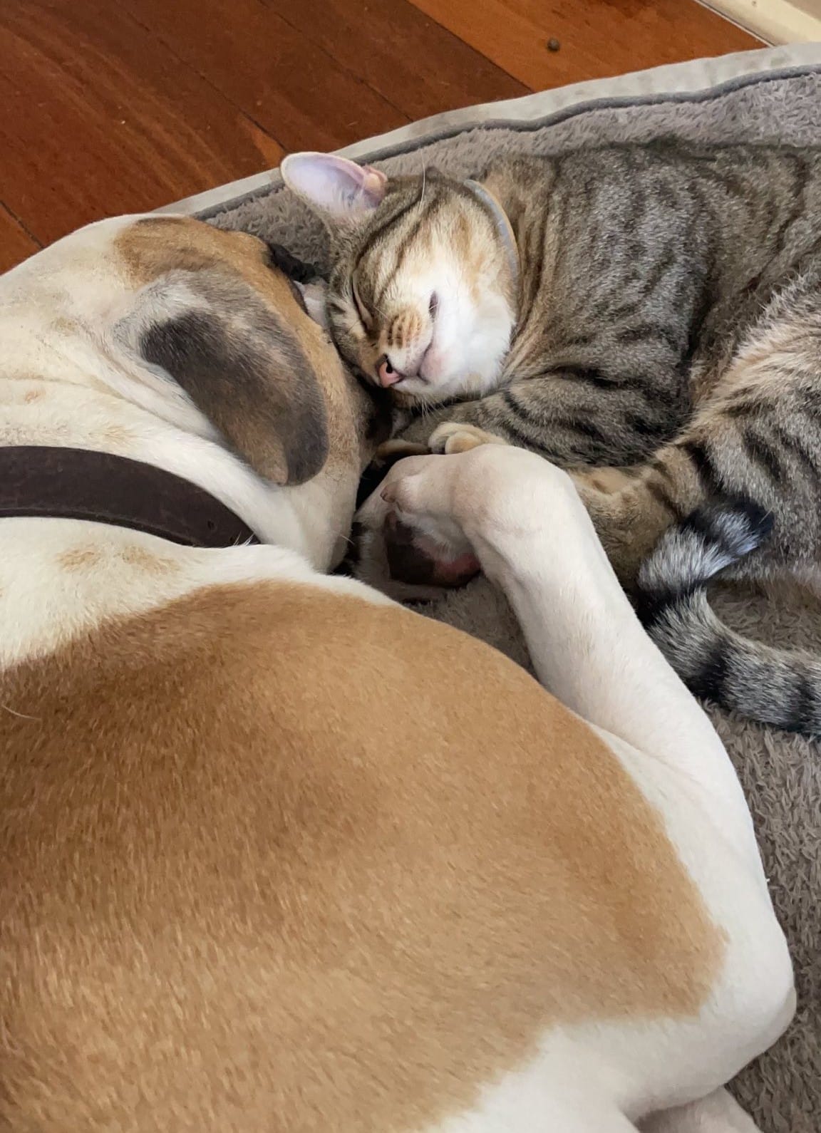 Sunday snuggles. ð