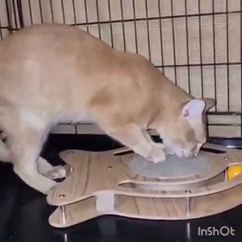 One cat band, Paco, will be playing here tonight (and every night) since he got his new scratcher to…