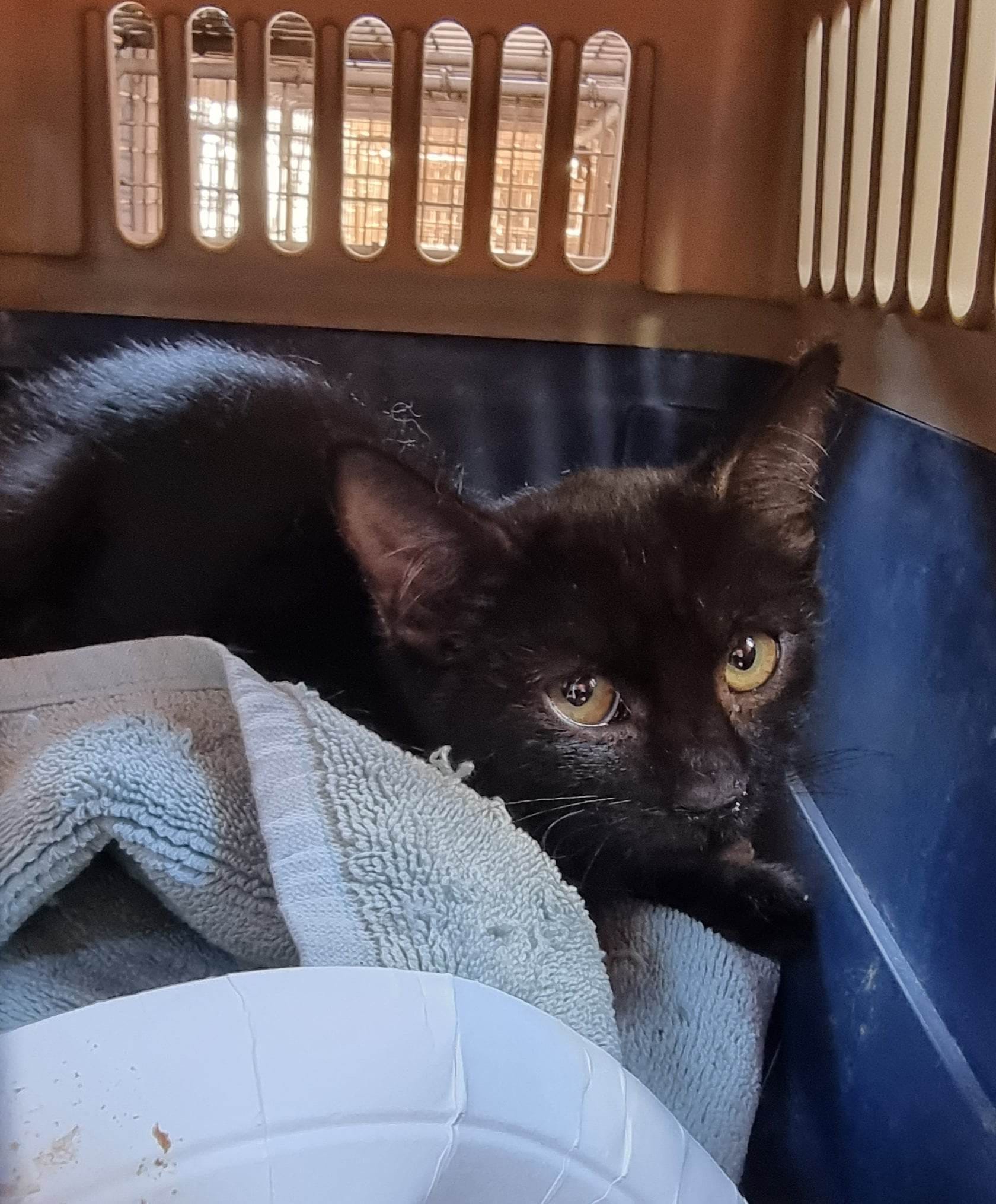 What to do when the last kitten refuses to go in a trap? ð³