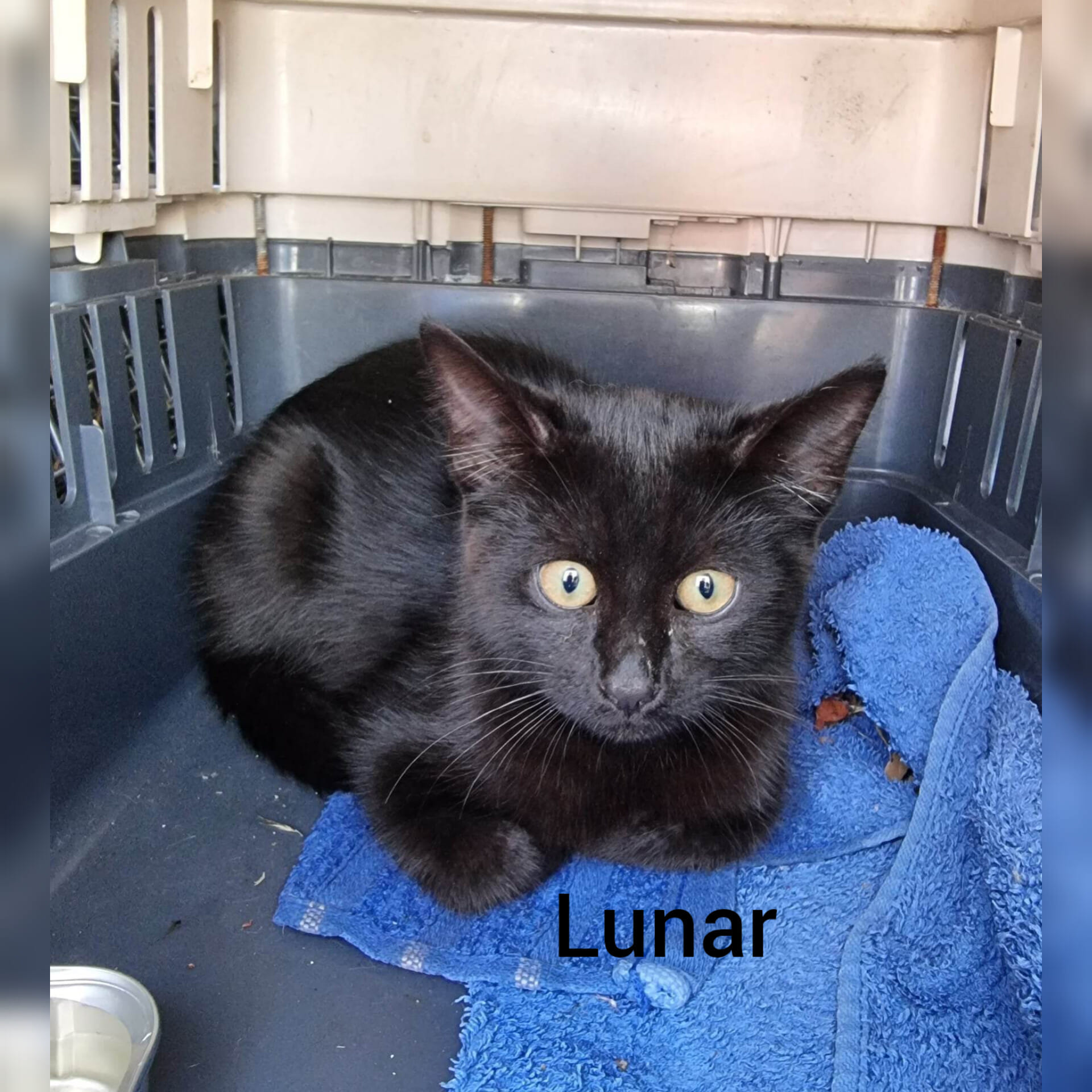 Welcome_new_Kulin_kittens - Image from 2023-03-07