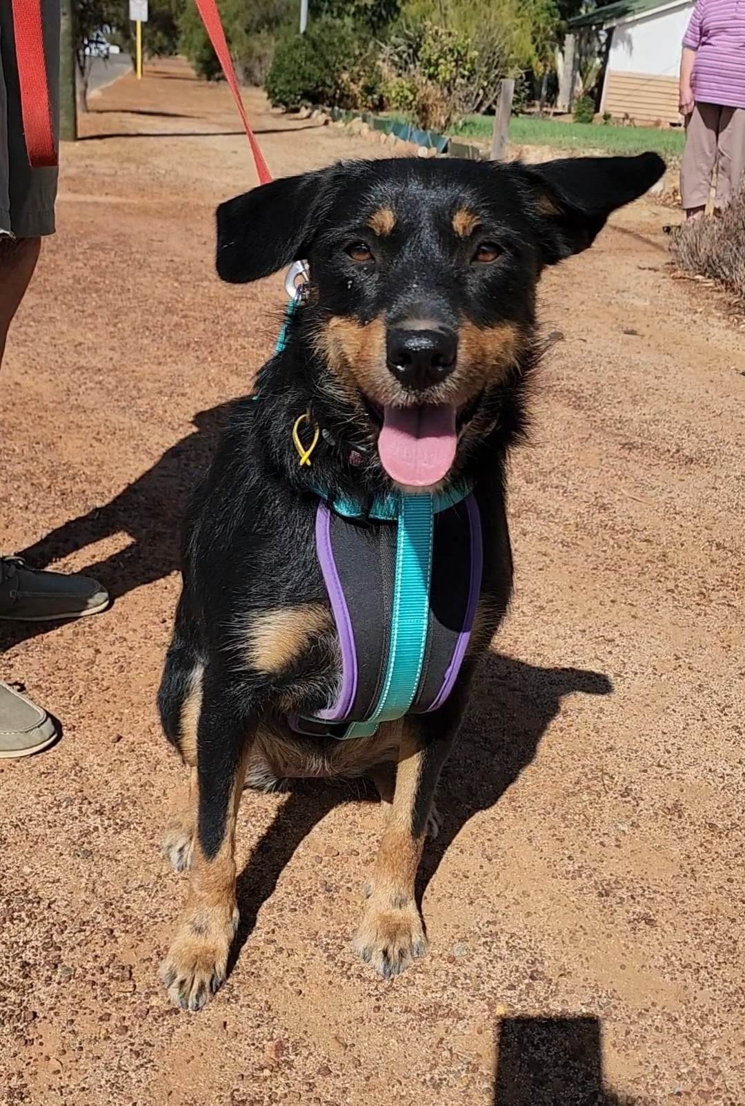 *Private Adoption*