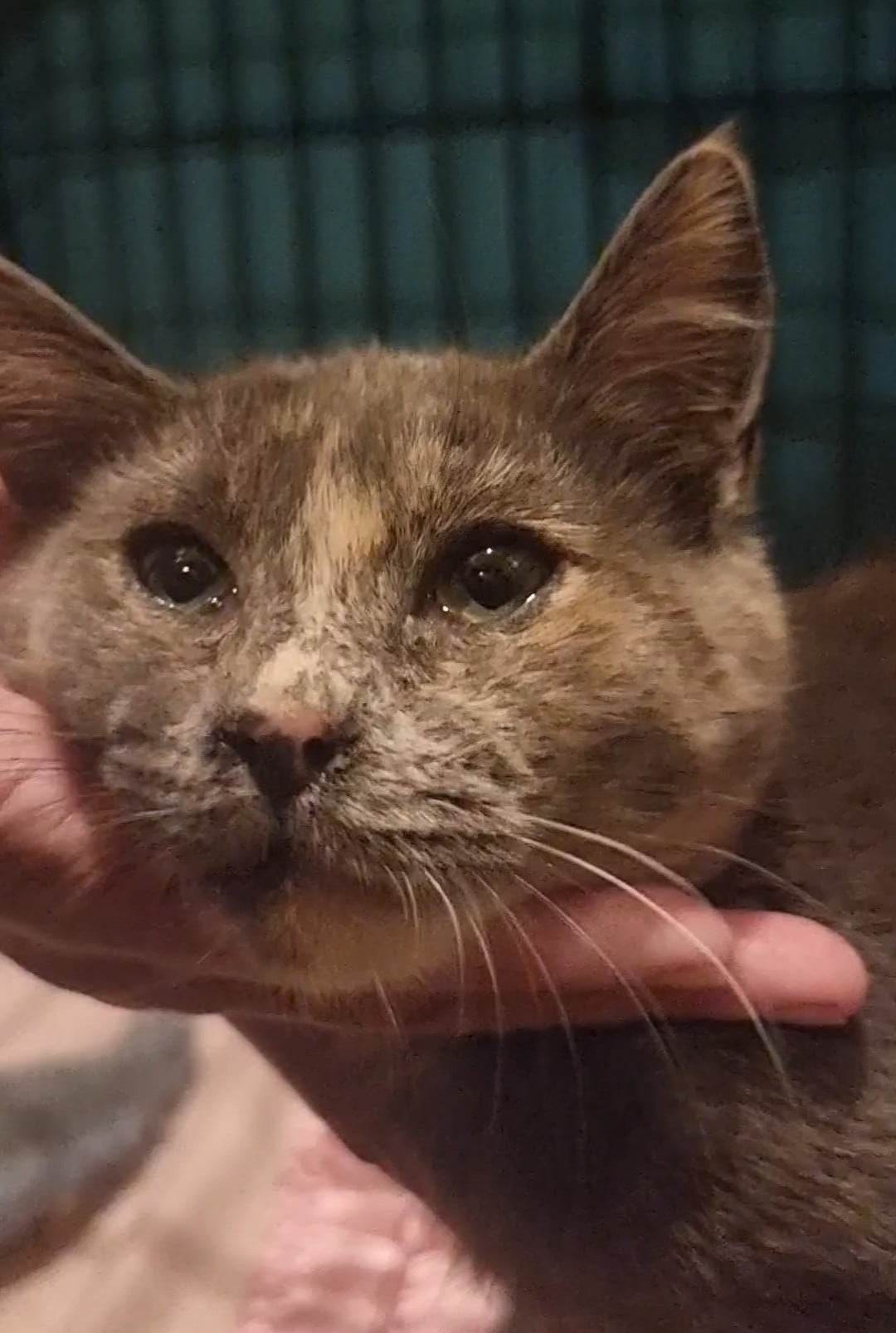 Dilute_torti_sisters_Cinnamon - Image from 2023-03-12