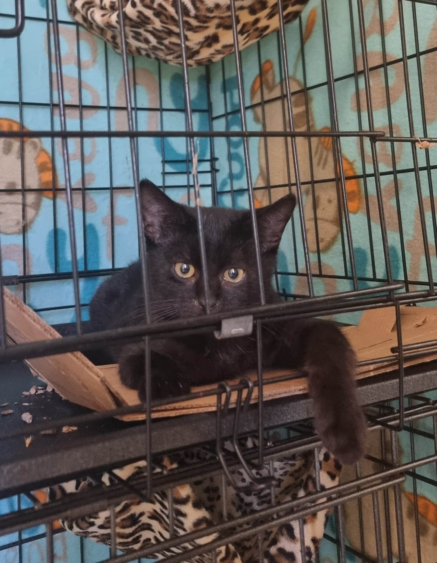 Black cat Belp. ð¤©
