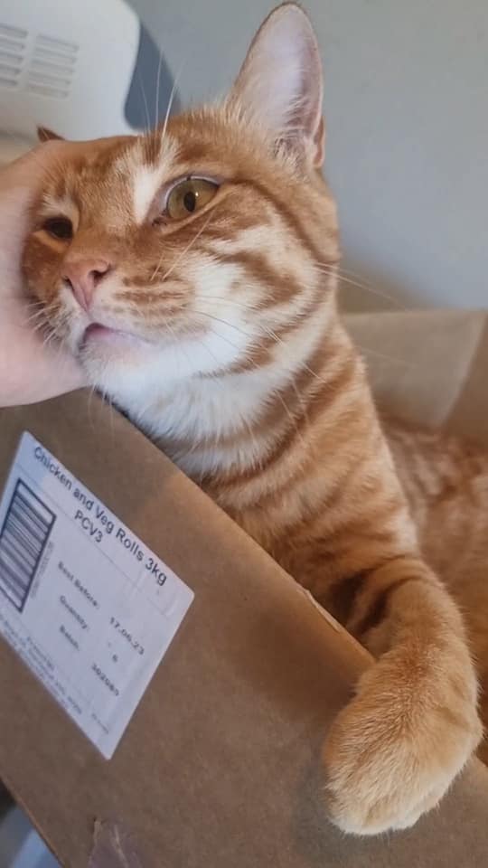 Ranga has a heart too big for a cat. â¥ï¸