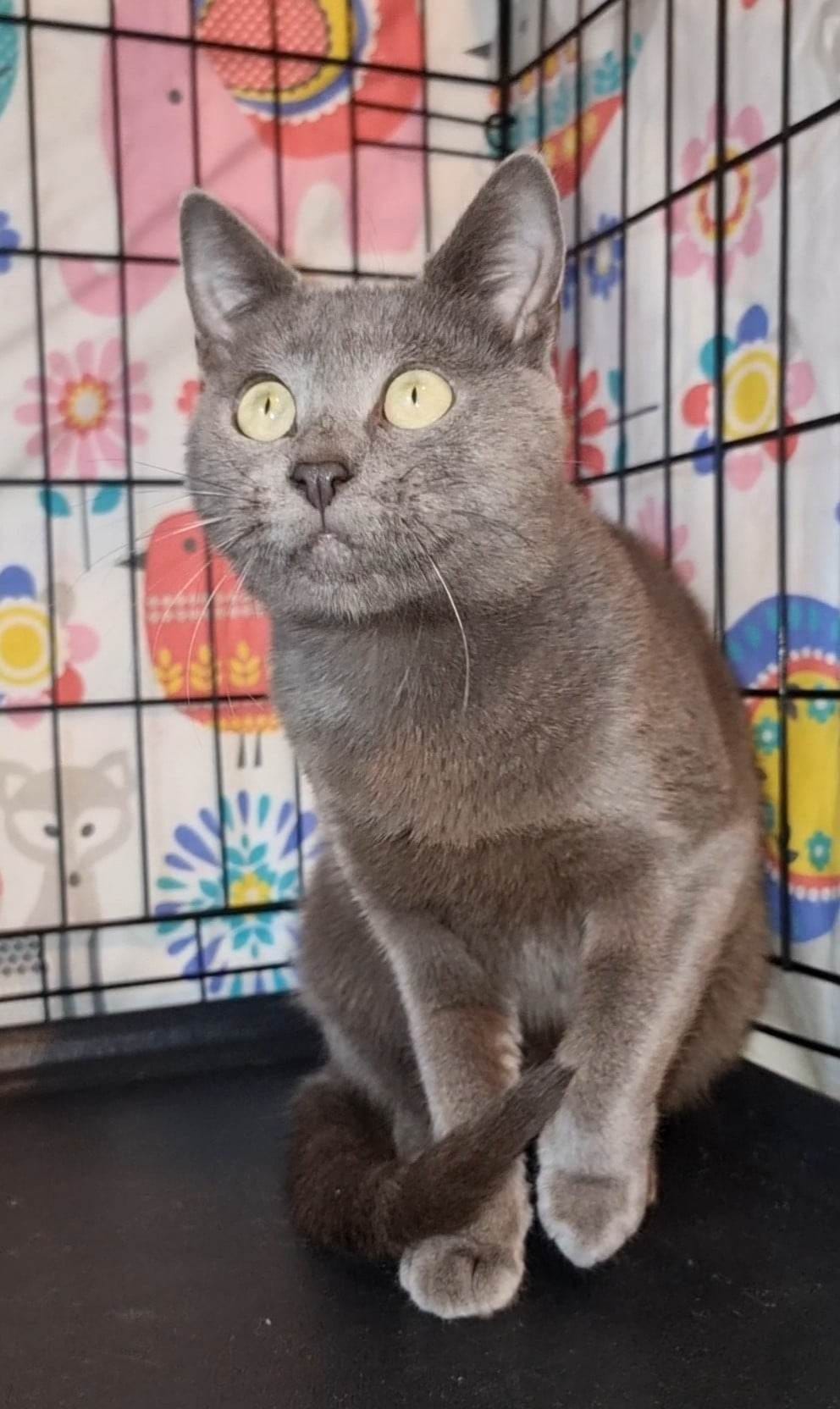 Yes, this cat used to feel feral. ð¾