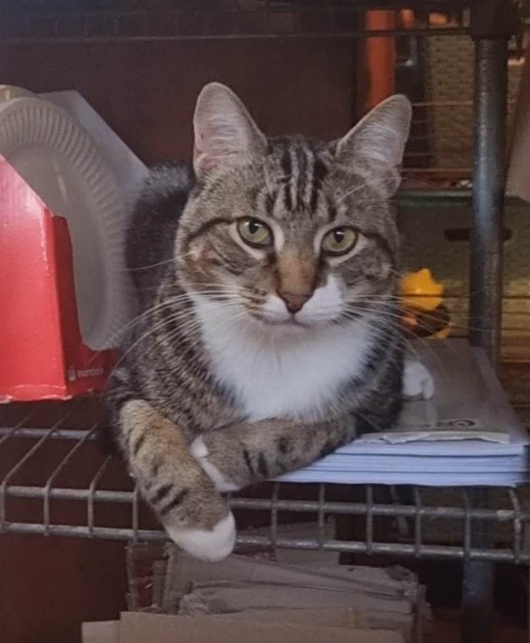 My boy Toby. Just chillin. ðº