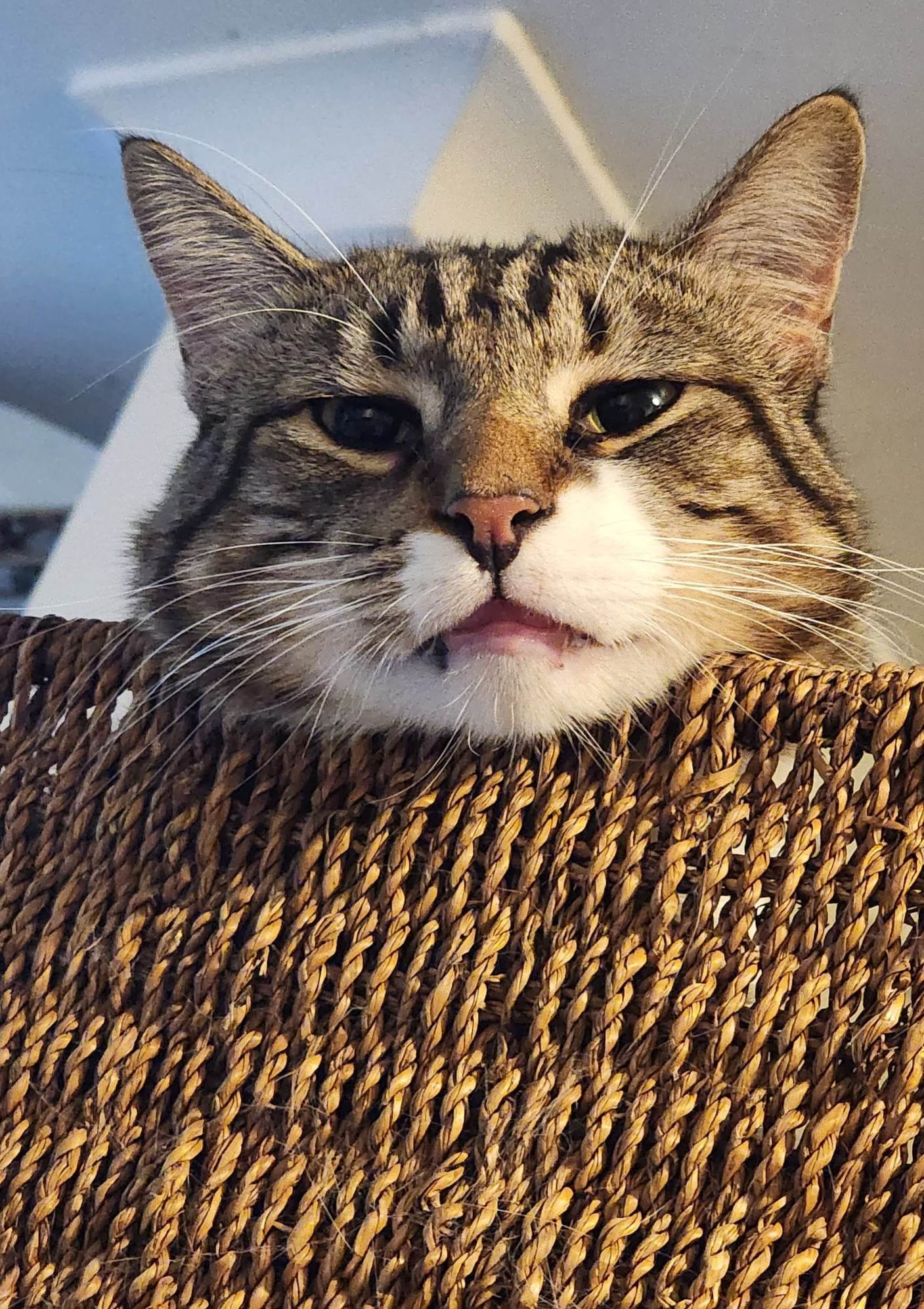 Happy Easter Sunday cat lovers!! ð»