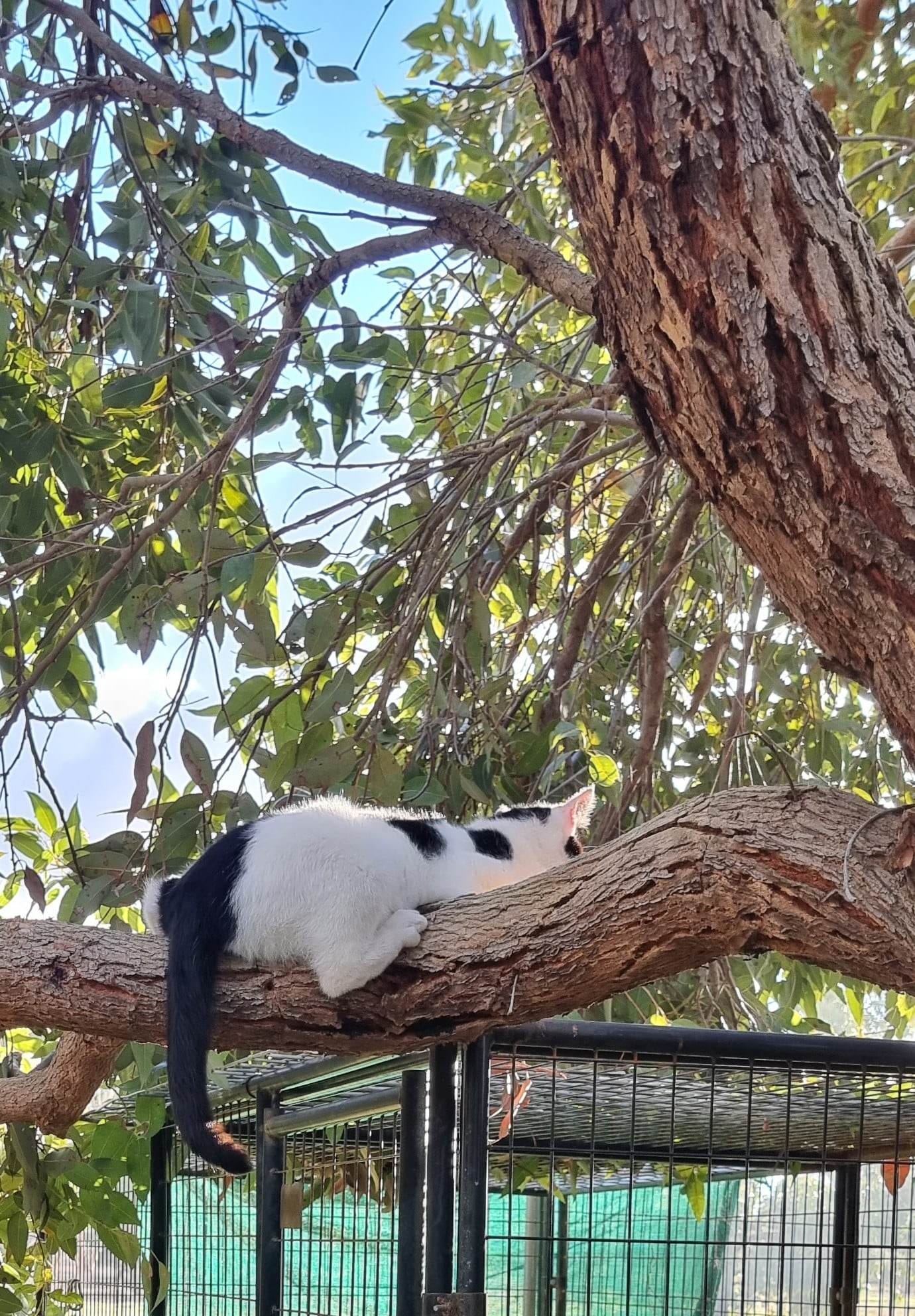 My_all_time_favourite_COW_CATS - Image from 2023-04-24