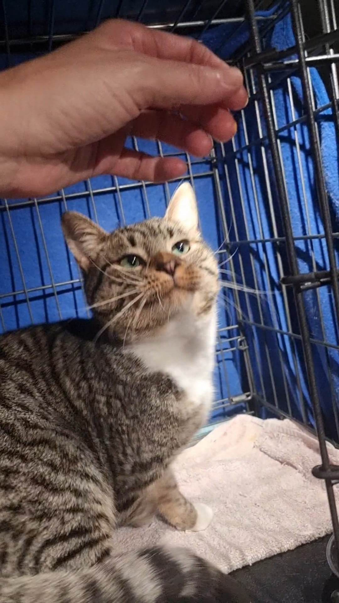 The Tale of Kissa… ð¤ð¤ð¤