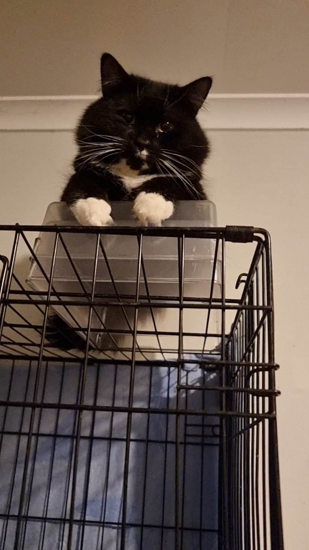 Choco. King of the Crate. ð